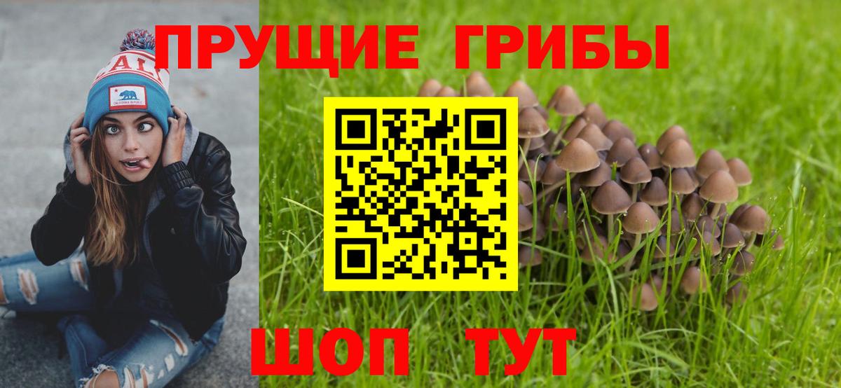 Псилоцибиновые грибы мицелий Большой Камень