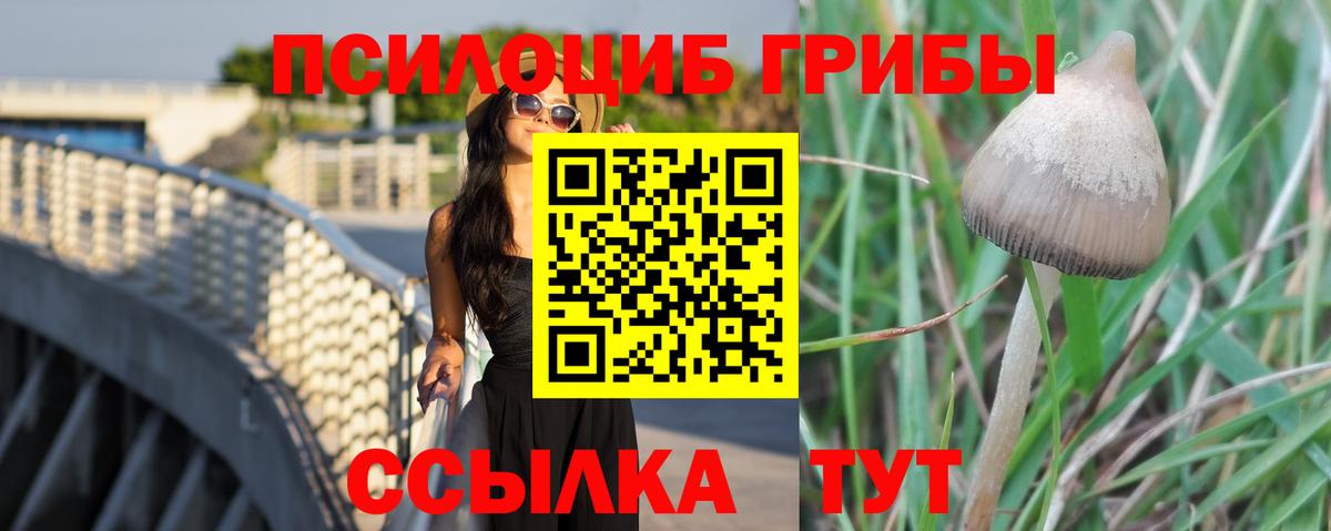 Псилоцибиновые грибы Psilocybe  Вход с VPN  Большой Камень  Псилоцибиновые грибы Psilocybe 